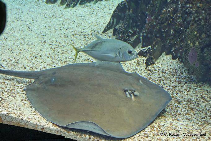A stripe (Uge-redonda), Oceanarium, Lisbon - Portugal