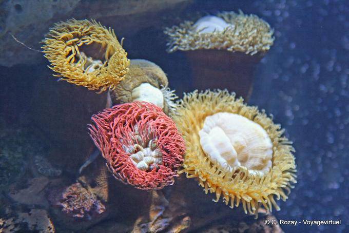 The colors of the anemones, Oceanarium, Lisbon - Portugal