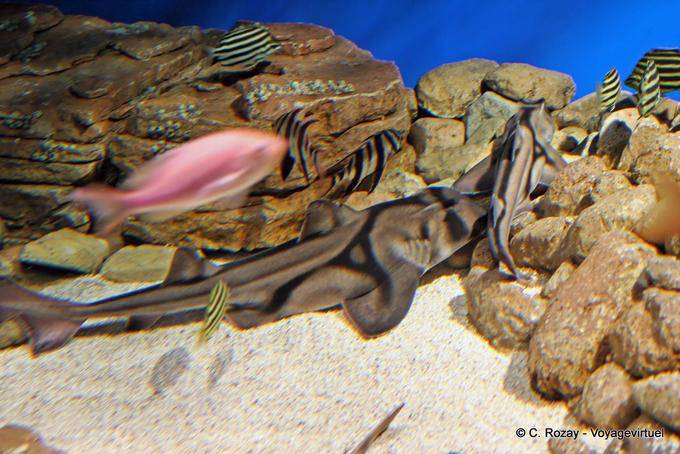 Camouflage, bobo fish with black stripe, Oceanarium, Lisbon - Portugal