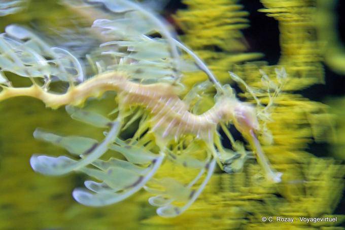 A translucent hippocampus (sea dragon), Oceanarium, Lisbon - Portugal