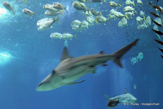 Passage of a fugitive shark, Oceanarium, Lisbon - Portugal