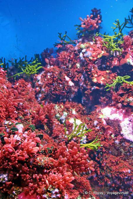 Red tree corals, Oceanarium, Lisbon - Portugal