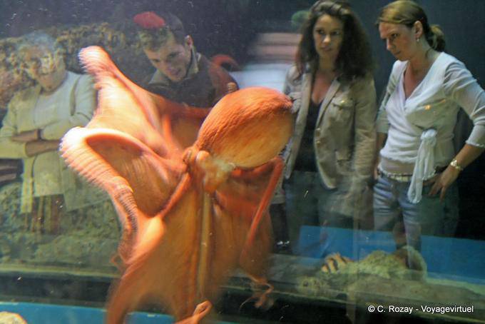 Look at Giant octopus, Oceanarium, Lisbon - Portugal