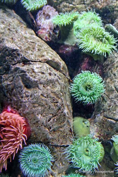 Anemones green sea, Lisbon Oceanarium - Portugal