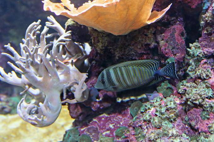 A striped surgeonfish (Cirurgião listrado), Oceanarium, Lisbon - Portugal