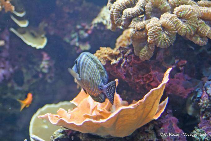 Acanthurus chirurgus, Oceanarium, Lisbon - Portugal