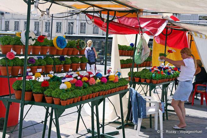 A local tradition, basil pots, Figueira Square, Lisbon - Portugal
