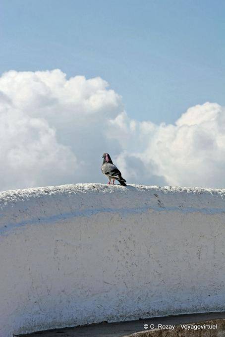 The pigeon at the empty, Nazaré - Portugal