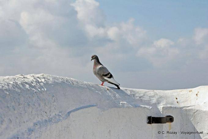 A pigeon on the wall of the promontory overlooking the sea, Nazaré - Portugal