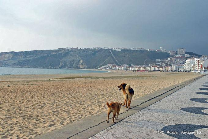 Dogs walk, Avenue Manuel Remigio, Nazaré - Portugal