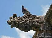 Gargoyle pigeon, Alcobaça, Portugal.
