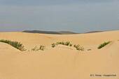 Between the sand dunes, Carrapateira, Portugal.