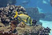 Sargo Peixes Ósseos, Oceanarium, Lisbon, Portugal.