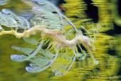 A translucent hippocampus (sea dragon), Oceanarium, Lisbon, Portugal.