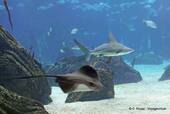 Skate and shark, Oceanarium, Lisbon, Portugal.