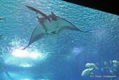 A giant stingray, Oceanarium, Lisbon, Portugal.