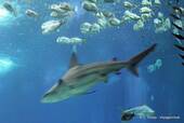 Passage of a fugitive shark, Oceanarium, Lisbon, Portugal.