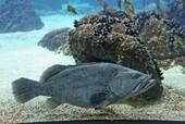 A grouper, Oceanarium, Lisbon, Portugal.