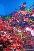 Red tree corals, Oceanarium, Lisbon, Portugal.