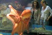 Look at Giant octopus, Oceanarium, Lisbon, Portugal.