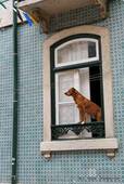 The dog in the window, Graça, Lisbon, Portugal.