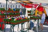 A local tradition, basil pots, Figueira Square, Lisbon, Portugal.