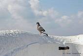 A pigeon on the wall of the promontory overlooking the sea, Nazaré, Portugal.