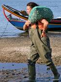 The fisherwoman shells, Torreira, Portugal.