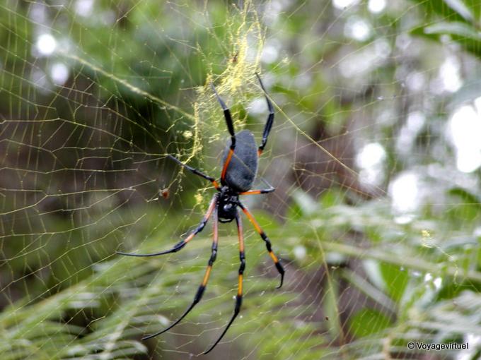 Treetop Spider encountered hike to Dimitile - Reunion