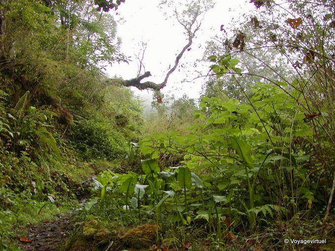 Exuberant vegetation moisture Dimitile - Reunion