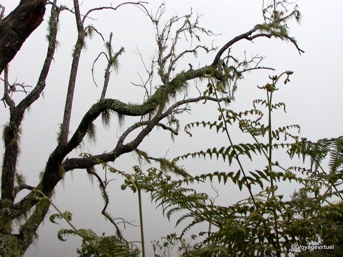 Ferns and lichens on trees amount to Dimitile - Reunion
