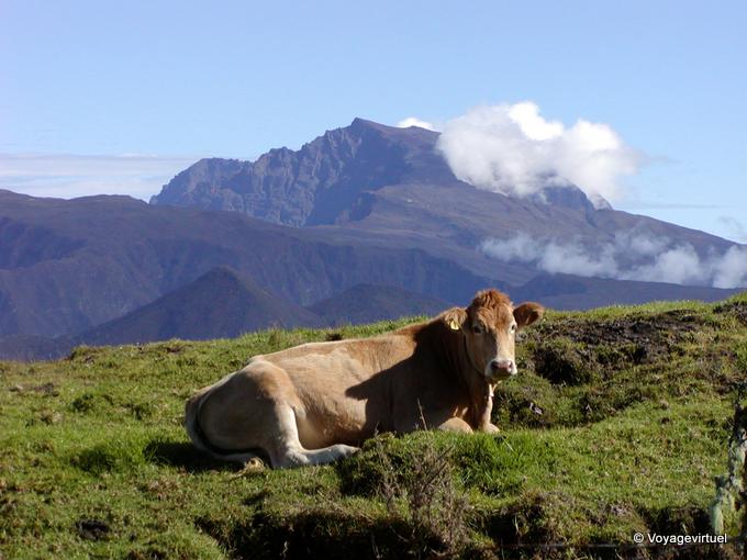 A cow, back to Piton des Neiges - Reunion