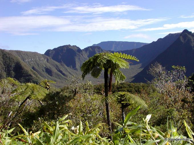 Tree fern in front of a mountainous cirque - Reunion