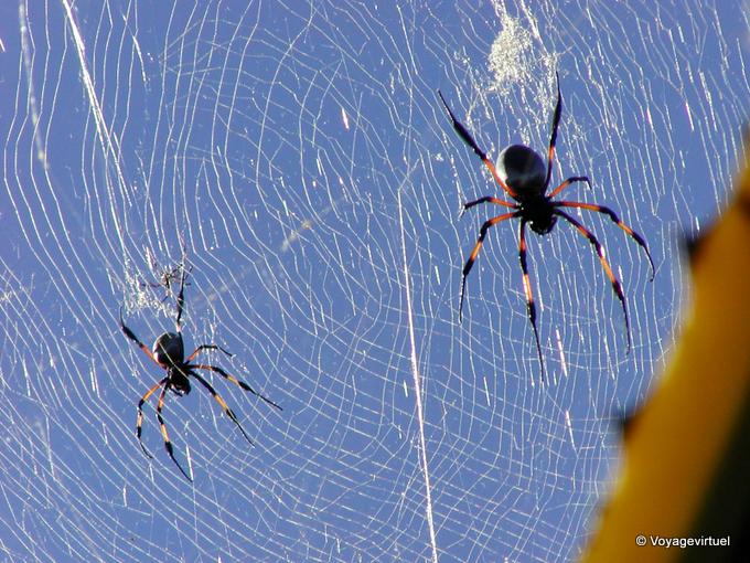 The canvas spiders Nephila nigra - Reunion