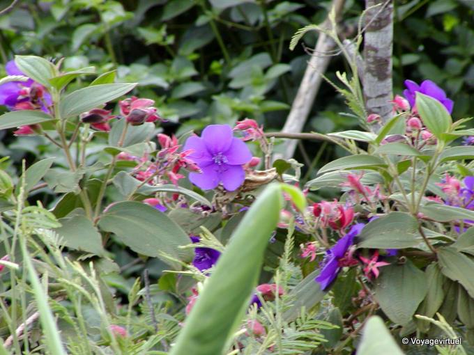 Small flower Tibouchine - Reunion