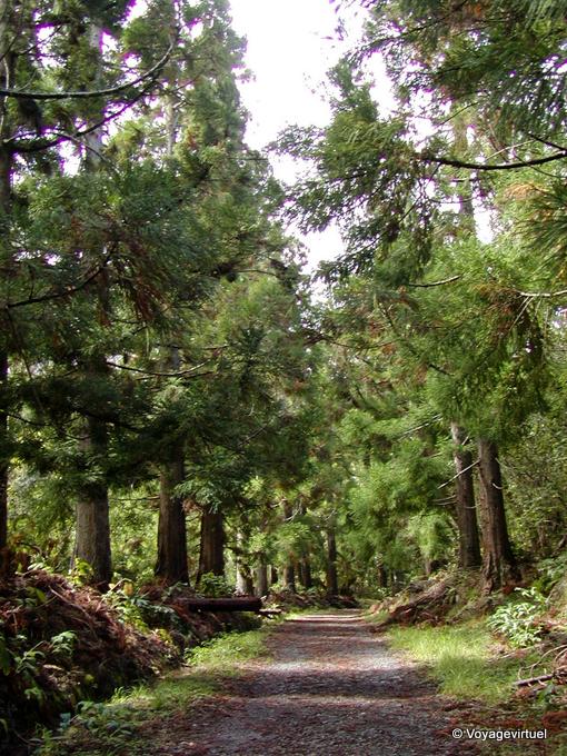 In the forest of Cilaos - Reunion