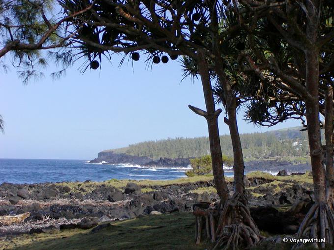 Washing, pandanus and cliffs to the tip of the Table - Reunion