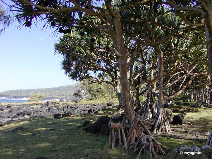 The roots of Pandanus pyramidal tract, south of the island - Reunion