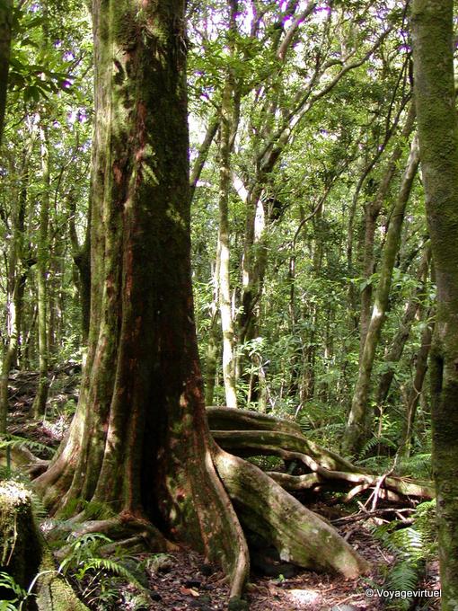 The roots of a giant forest (Fromager?) - Reunion
