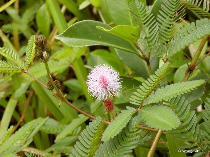Mimosa shy, sensitive plant, also known as Marie-shame or grass mamzelle - Reunion