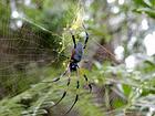 Treetop Spider encountered hike to Dimitile, Reunion.