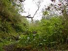 Exuberant vegetation moisture Dimitile, Reunion.