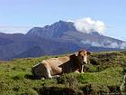 A cow, back to Piton des Neiges, Reunion.