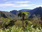 Tree fern in front of a mountainous cirque, Reunion.