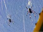 The canvas spiders Nephila nigra, Reunion.