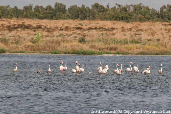Arborea, pink flamingos in the lagoon - Sardinia
