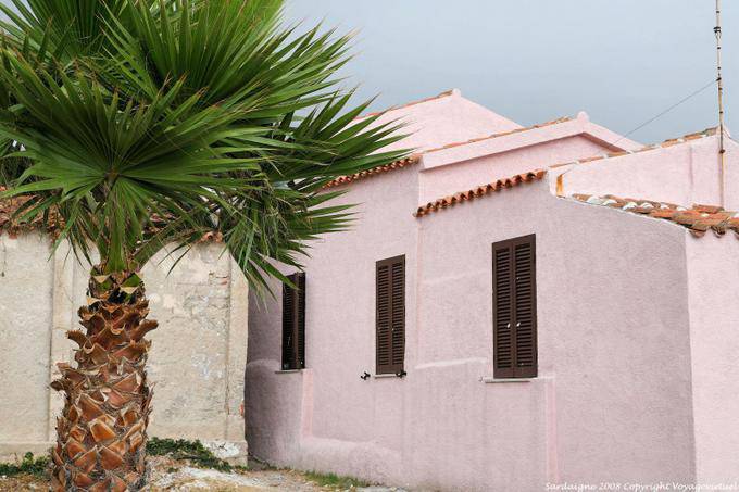 Golfo Aranci, pink house and palm - Sardinia