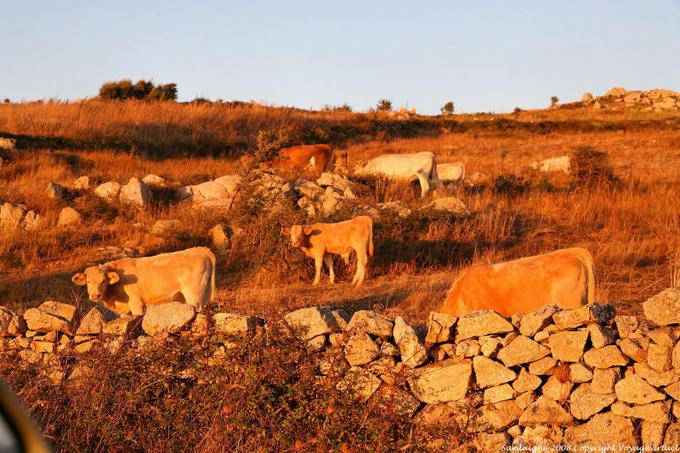Luras herd at sunset - Sardinia