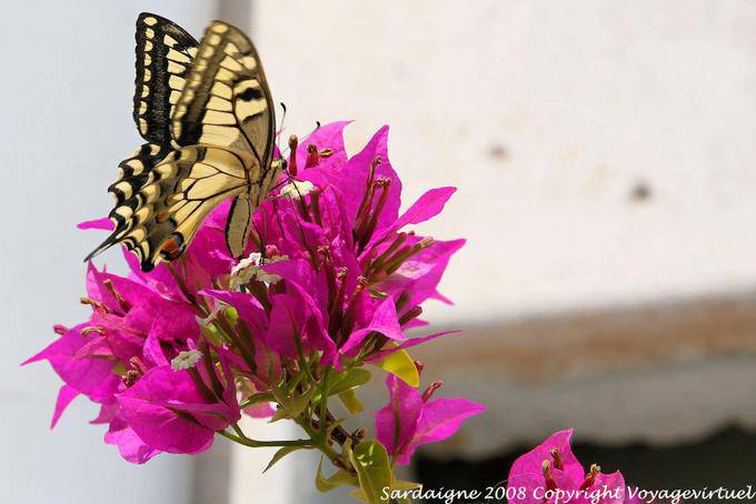 Monteleone Rocca Doria, bougainvillea and swallowtail - Sardinia