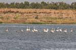Arborea, pink flamingos in the lagoon, Sardinia.